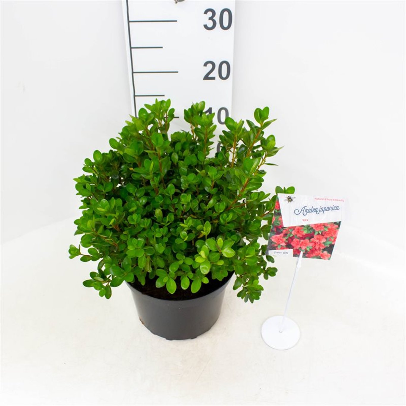 Rhododendron – Rhododendron (AJ); 'Rex' - C4 25-30 CM